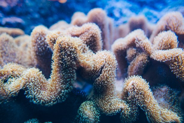 Soft corals