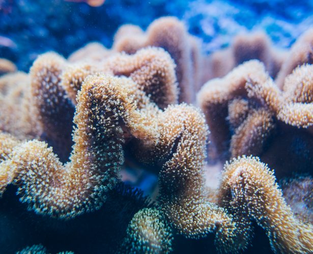 Soft corals