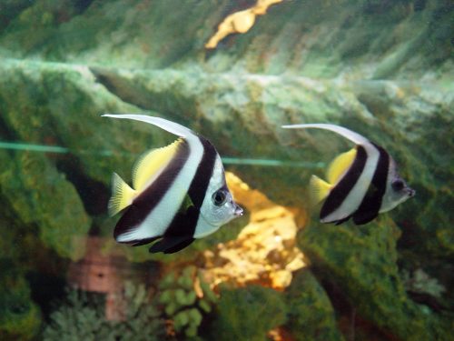 Heniochus acuminatus Heniochus acuminatus