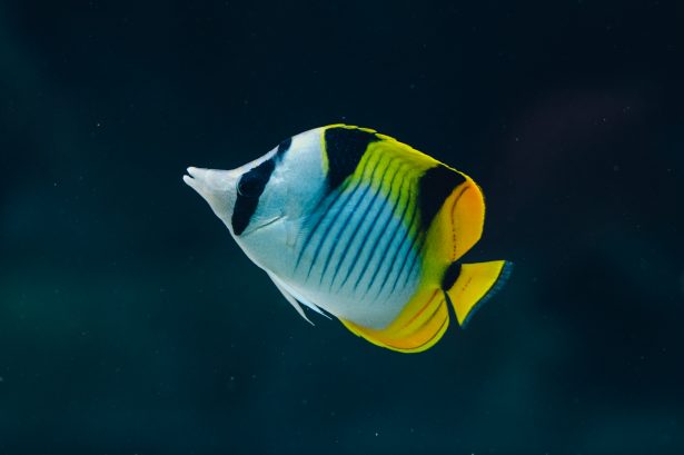 Butterflyfish