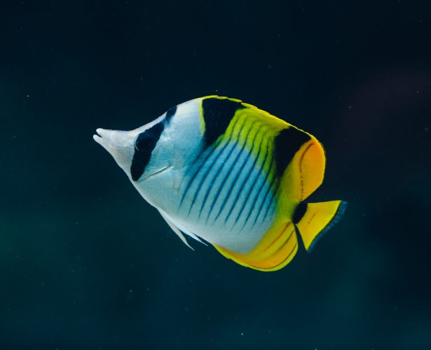 Butterflyfish