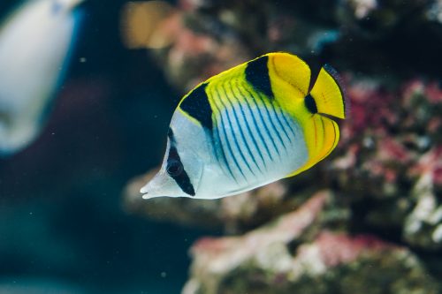 Chaetodon falcula