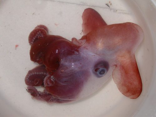 Ośmiorniczka Dumbo Grimpoteuthis discoveryi. Mike Vecchione, NOAA
