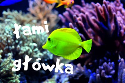 Dzień łamigłówki | 29.01