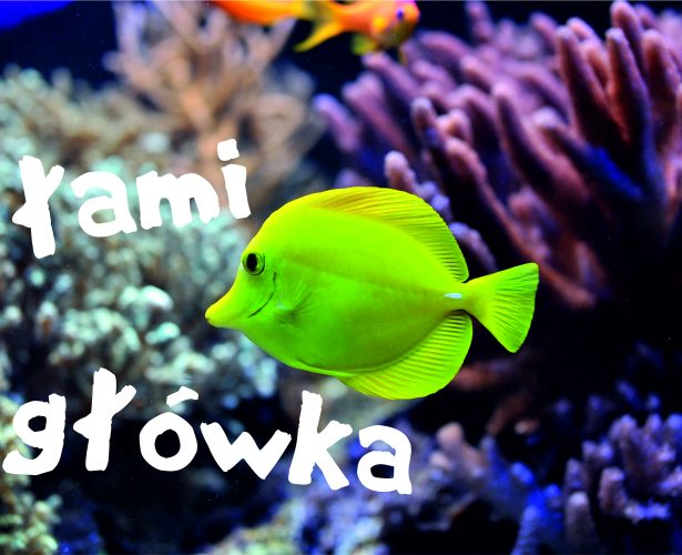 Dzień łamigłówki | 29.01