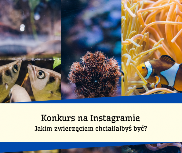 Ogłaszamy weekendowy Konkurs na Instagramie!
