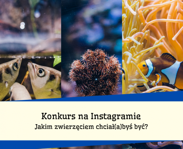 Ogłaszamy weekendowy Konkurs na Instagramie!