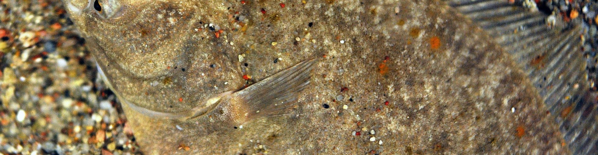 European flounder