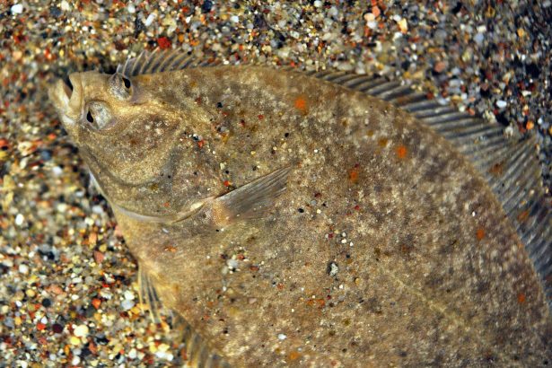 European flounder