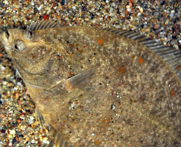 European flounder