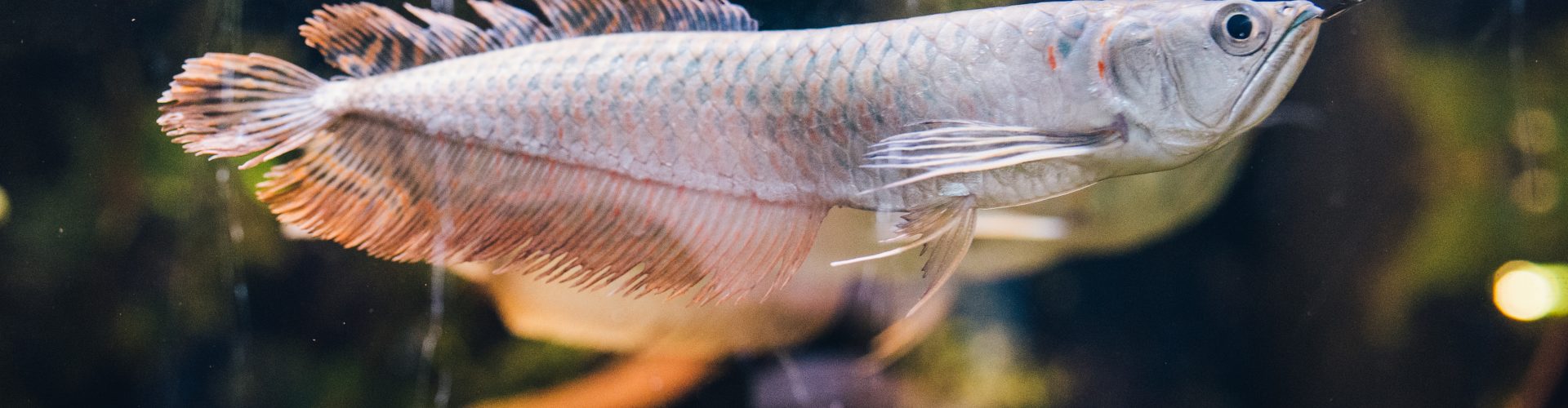 Arowana srebrna