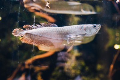 Arowana srebrna
