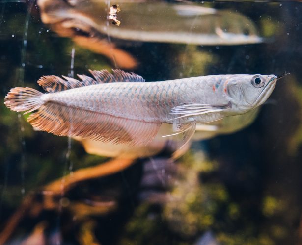 Arowana srebrna