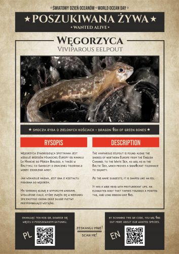 Poszukiwana żywa | Węgorzyca