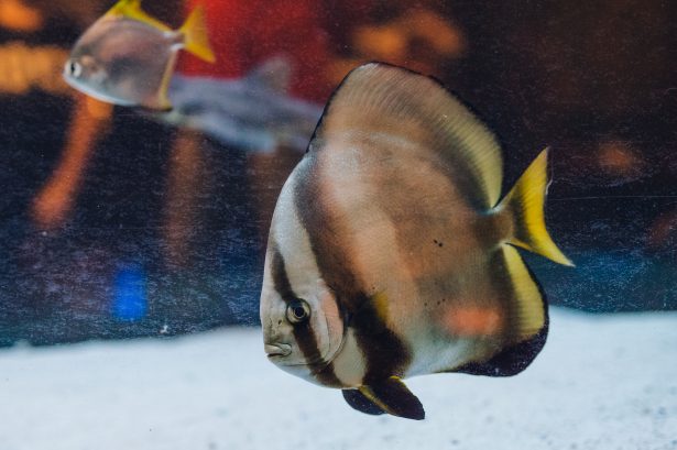 Orbicular batfish