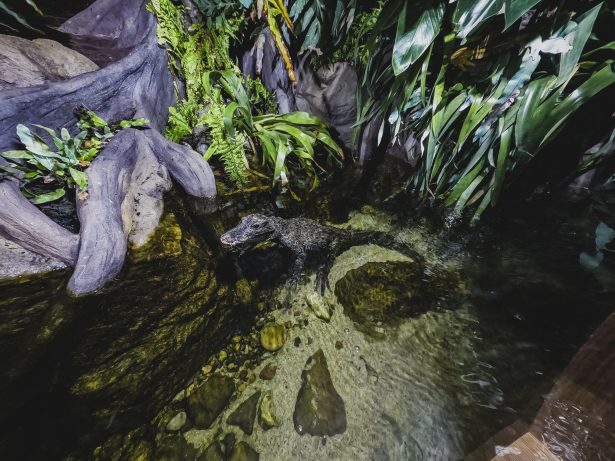 Dwarf crocodile