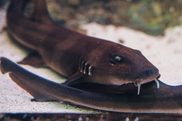 Brownbanded bamboo shark
