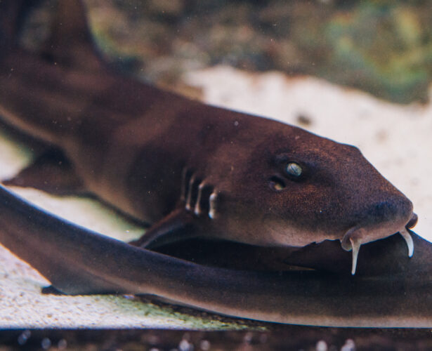 Brownbanded bamboo shark
