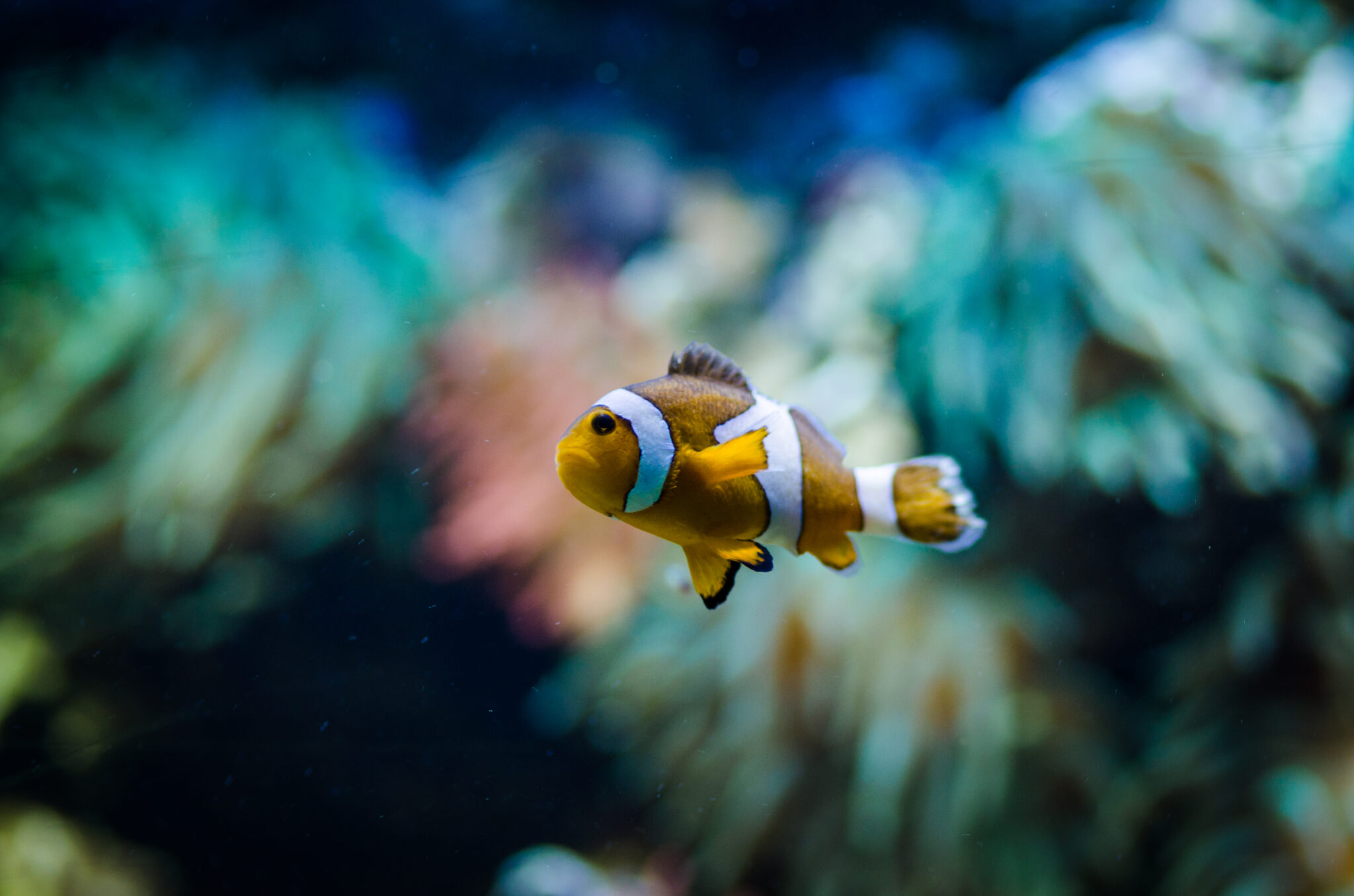 Pomacentridae Amphiprion ocellatus (2)