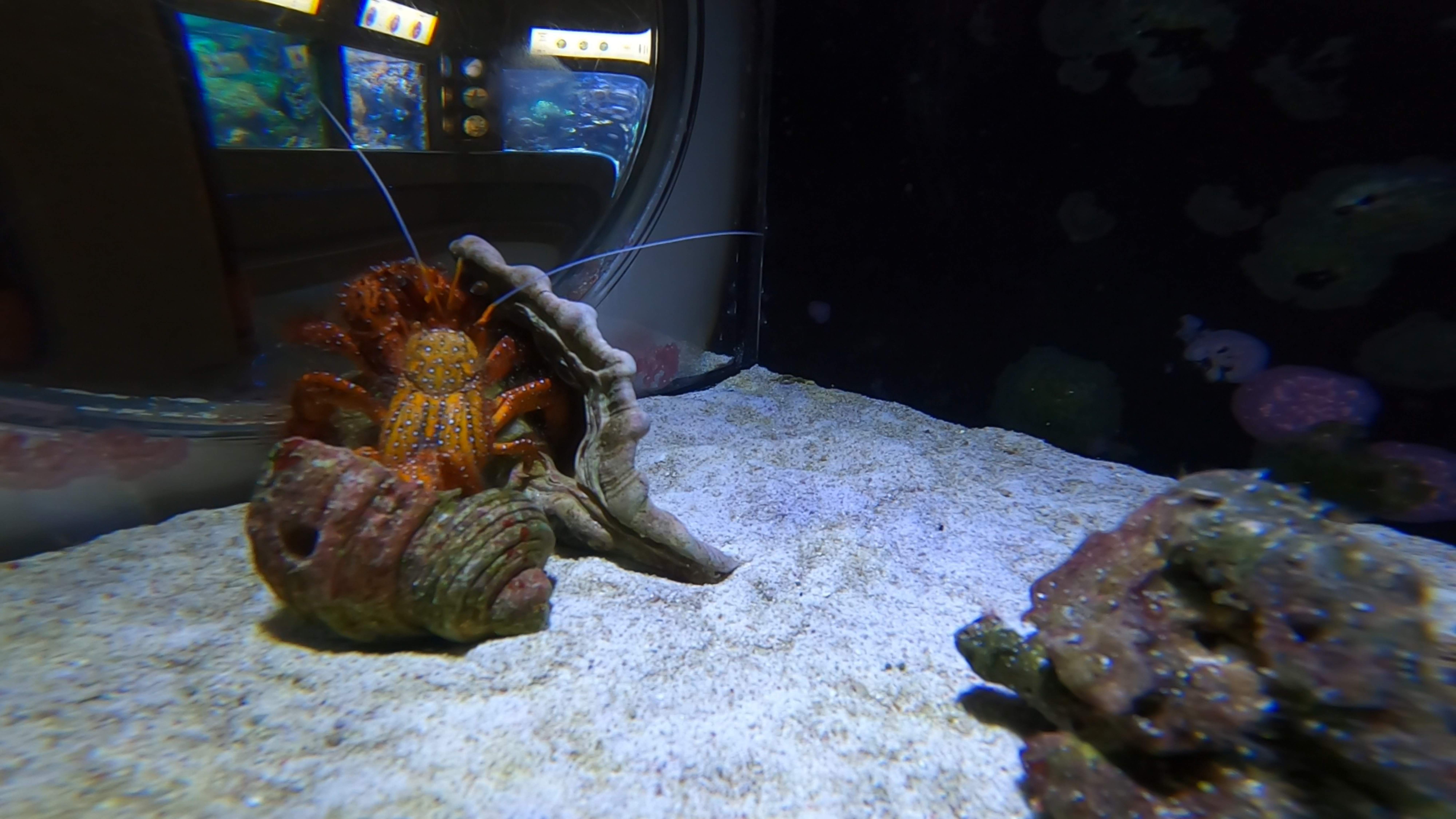 Krab pustelnik