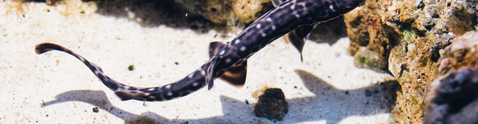 TyDzień Misji Ogrodów Zoologicznych i Akwariów