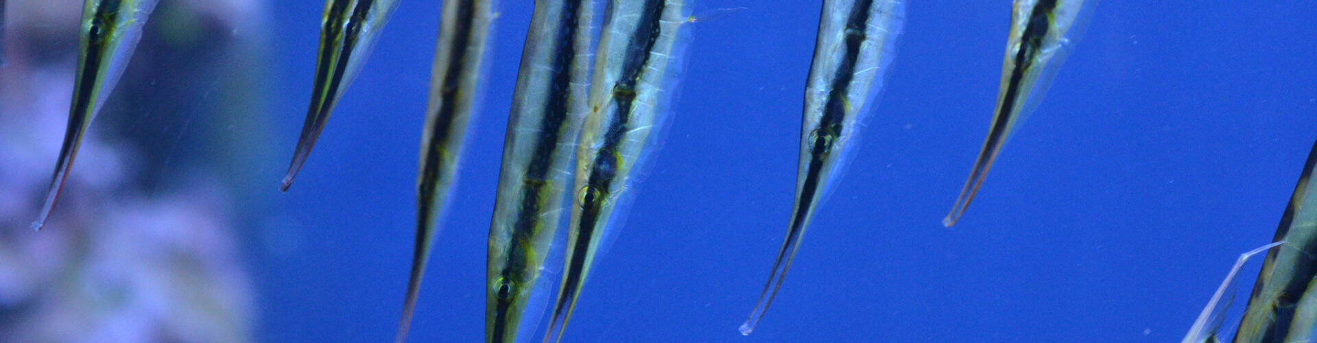 Razorfish