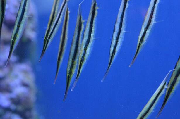 Razorfish
