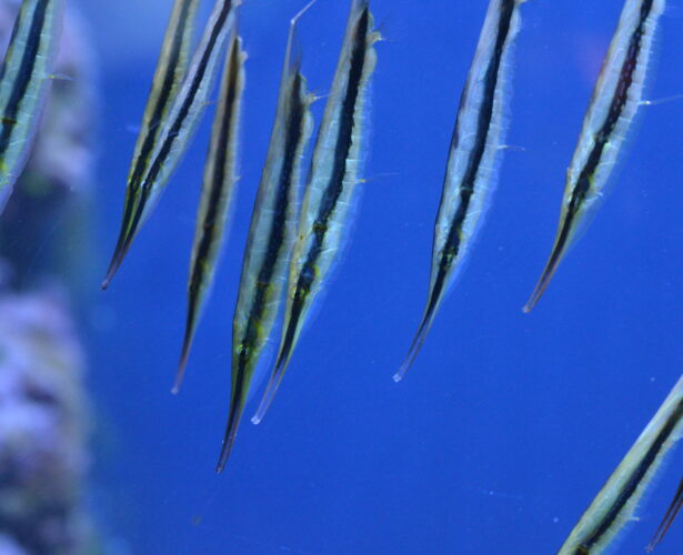 Razorfish