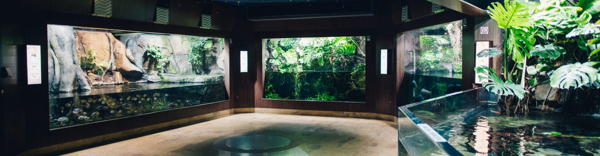 Sala Amazonia niedostępna dla osób z niepełnosprawnością ruchową