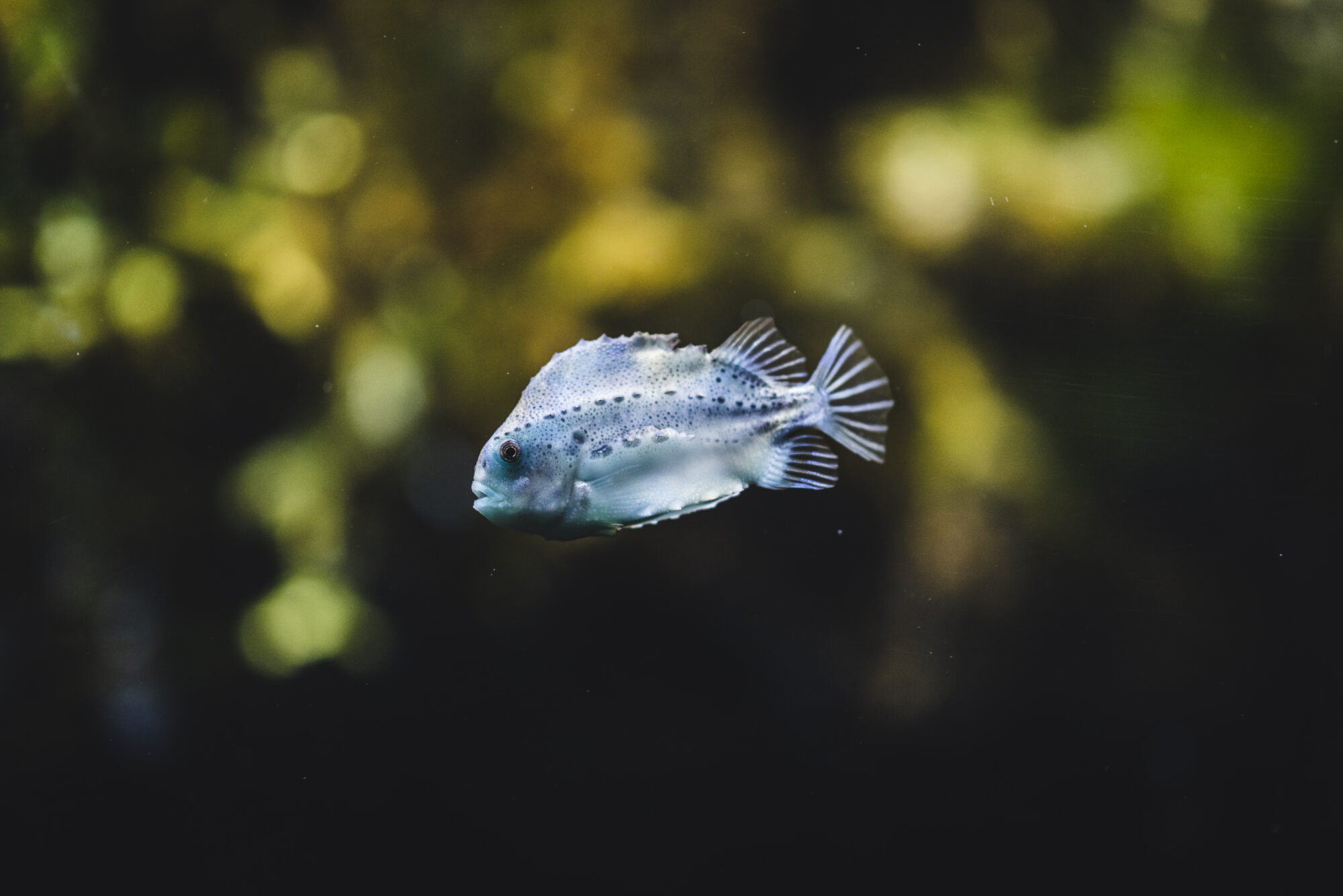 lumpfish